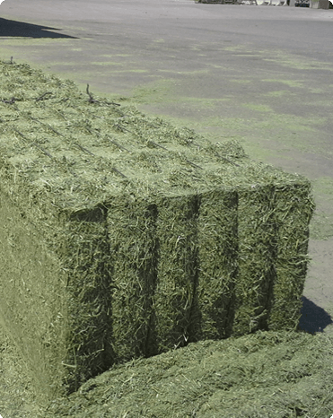 Balas de Alfalfa Deshidratada