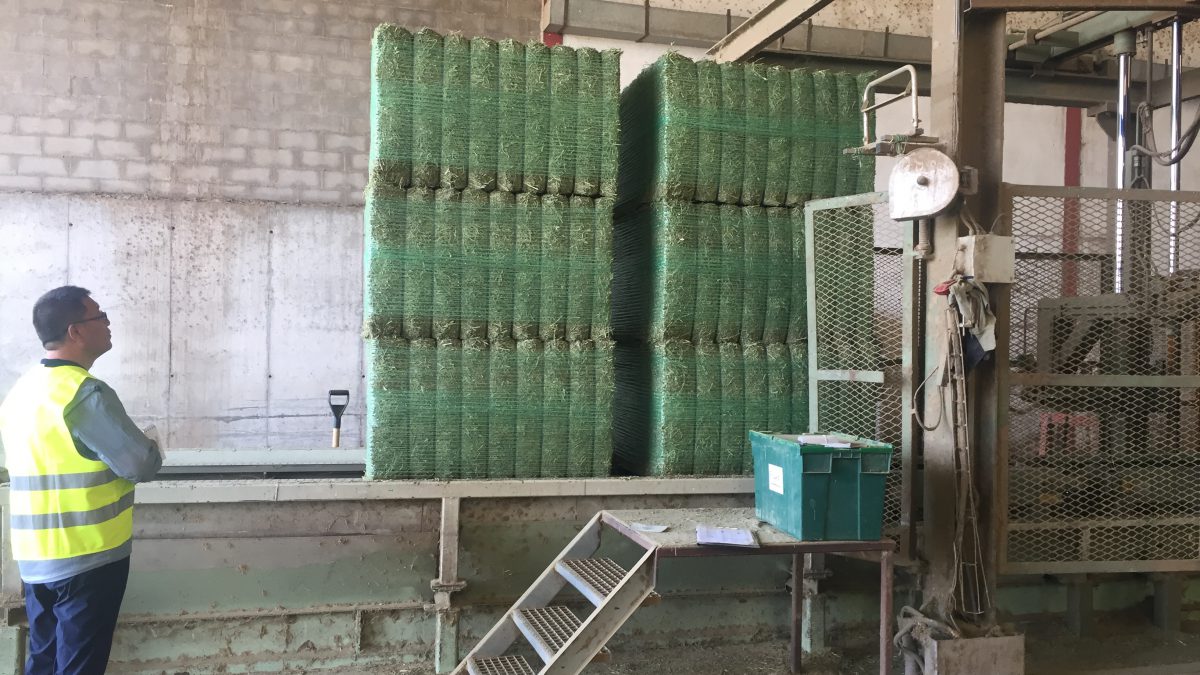 Exportación Alfalfa